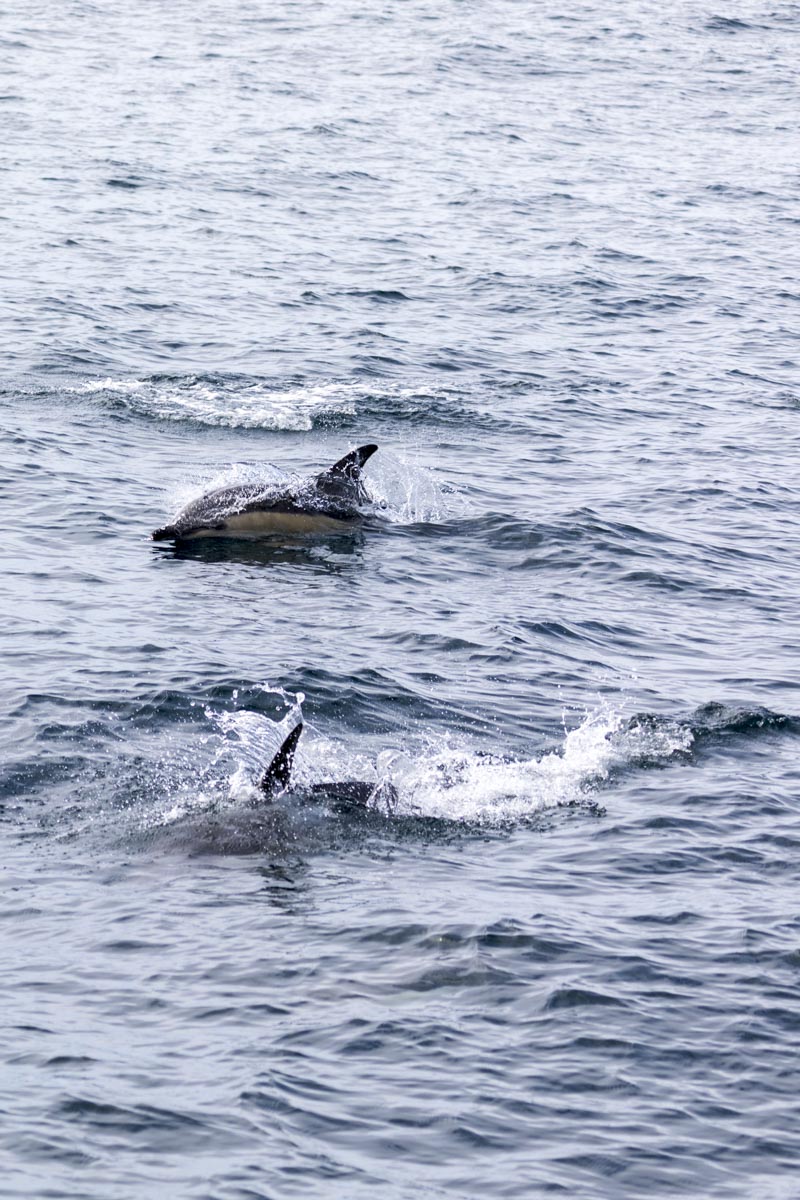 Western Isles Scotland - Dolphins - June 19, 2017
