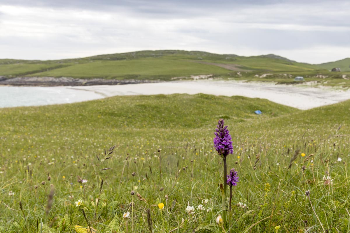 Western Isles Scotland - Vatersay - Orchid - June 14, 2017