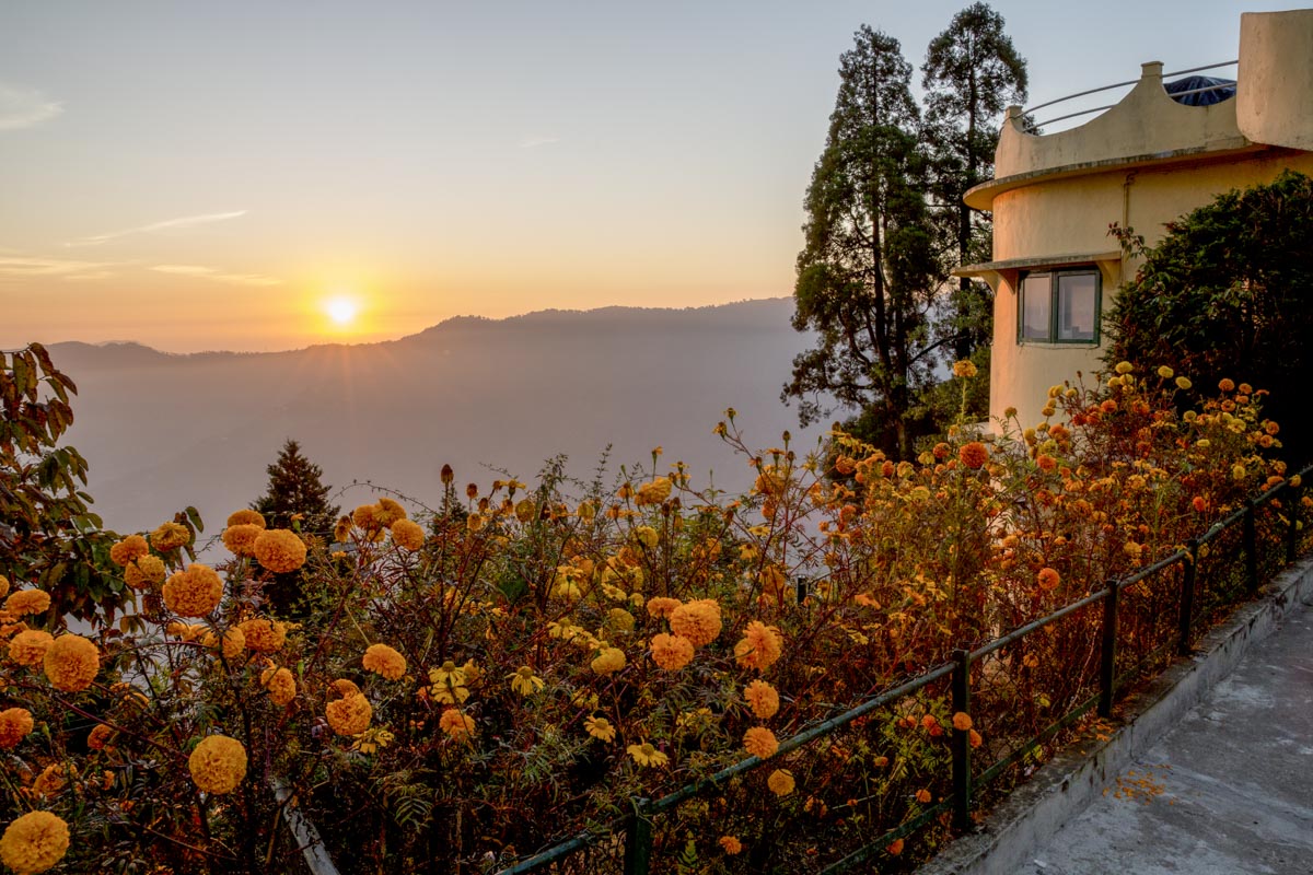 Exhibitions and Awards - 2017- IGPOTY 10 Finalist - Beautiful Gardens Exhibited At Kew Gardens - Marigold Glow