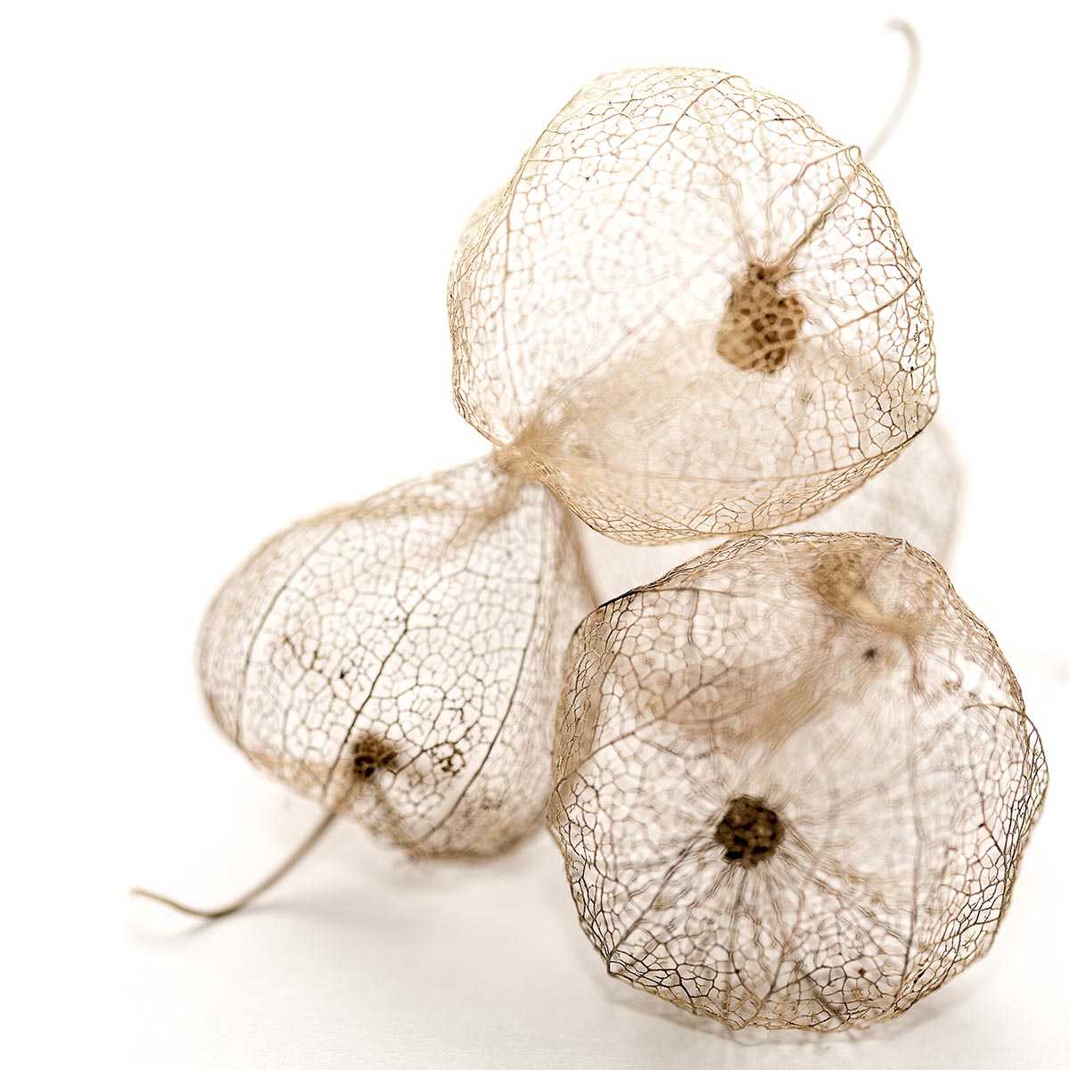 Exhibitions and Awards - 2017 - Riverside Gallery, Richmond - Botanical Beauty -Tumble (Chinese Lanterns)