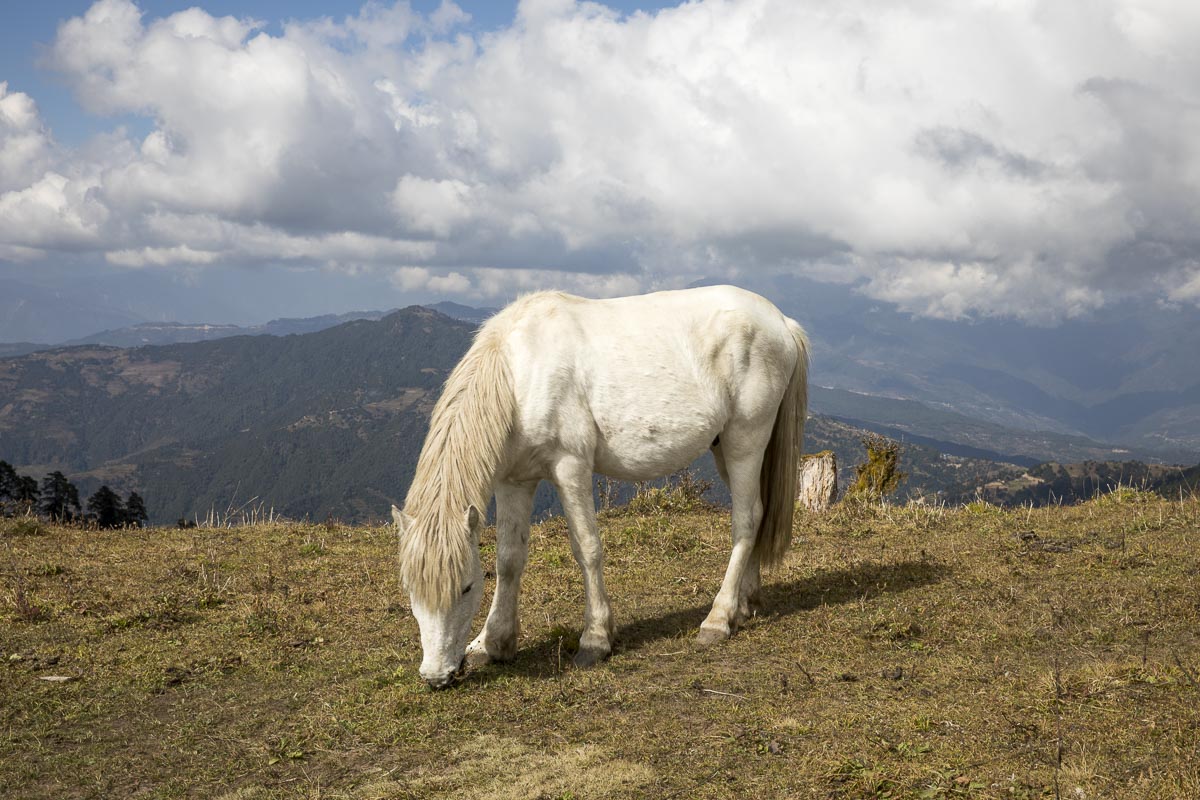 Nepal Sailung - Horse near Kholokarka village - November 10, 2017