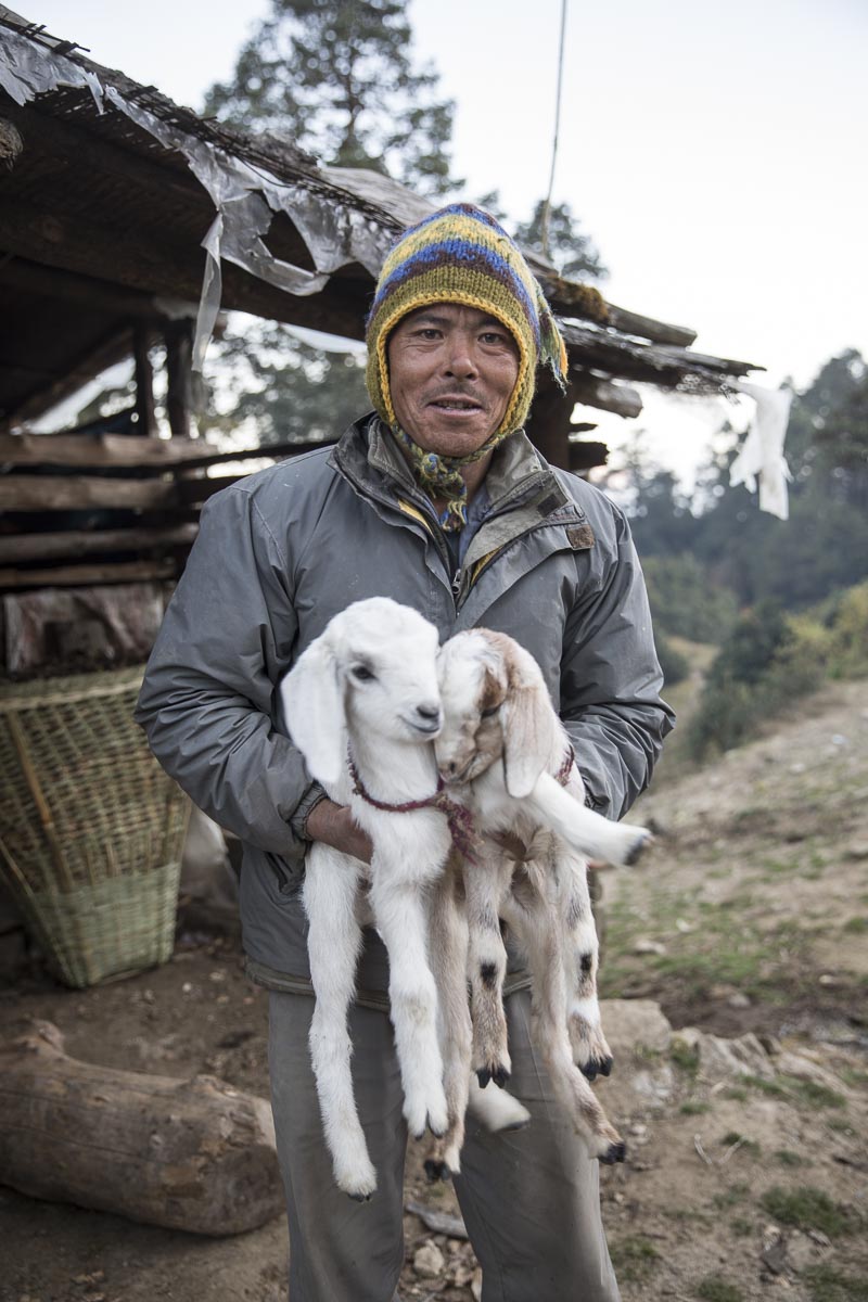 Nepal Sailung - Local man with goat kids in Kholakarka village - November 10, 2017