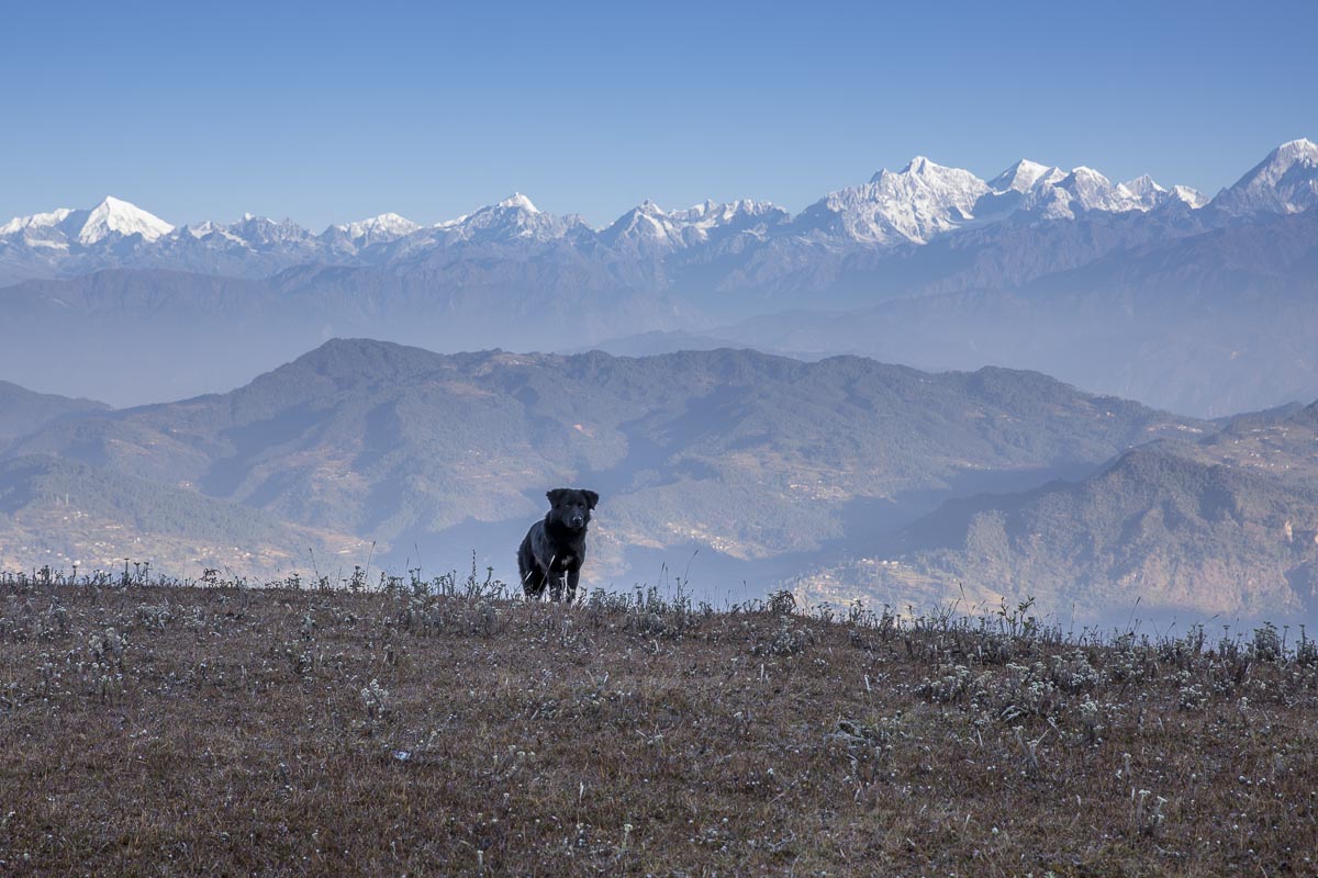 Nepal Sailung - Mountain dog at Pasiban - November 12, 2017
