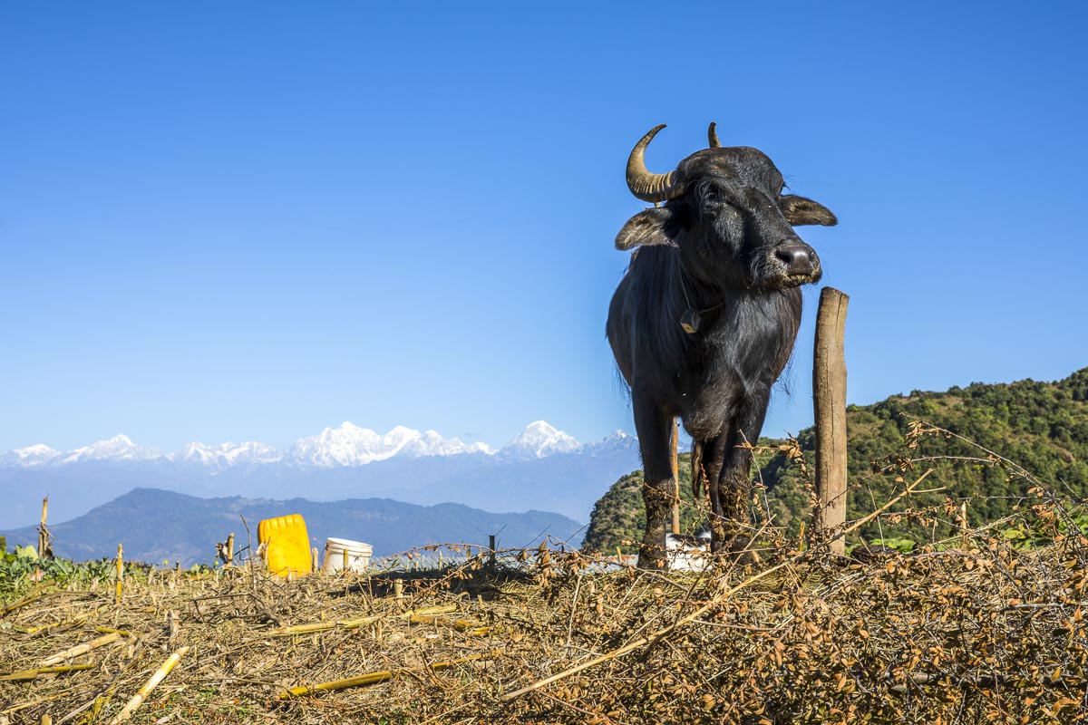 Nepal Sailung - Buffalo in Kharpani village - November 12, 2017