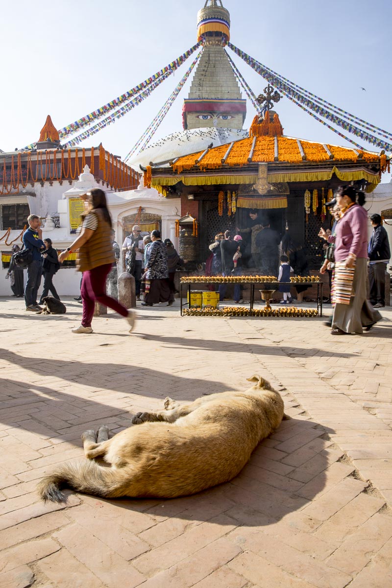 Nepal Sailung - Street dog relaxing near the Boudhanath Stupa in Kathmandu - November 14, 2017