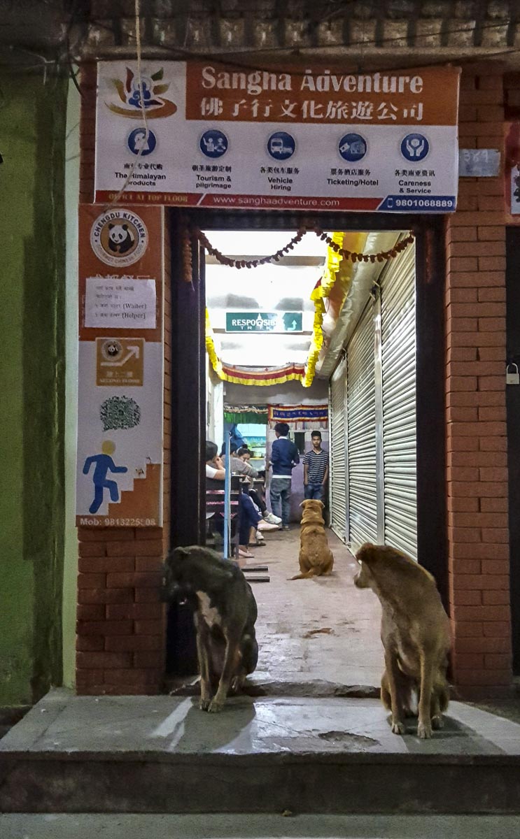 Nepal Sailung - Street dogs in Kathmandu