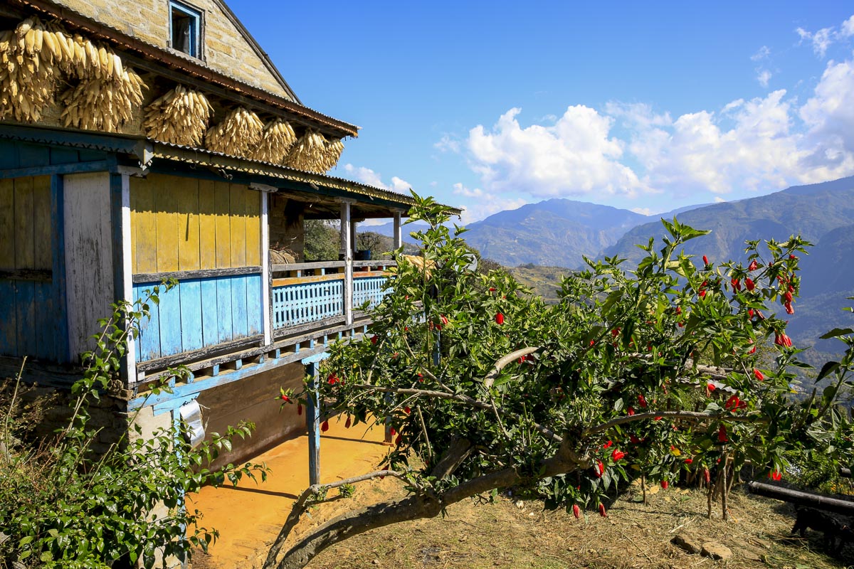 Nepal Sailung - Local farmhouse in Solambu village with corn drying in the eaves - November 7, 2017