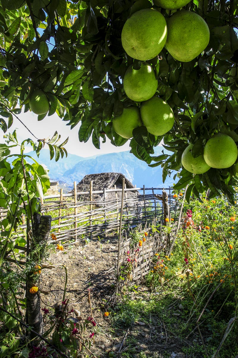Nepal Sailung - Pomelo tree bearing fruit in Solambu village - November 7, 2017